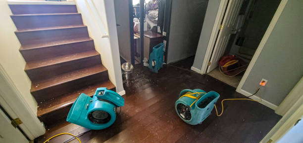 Best Mold removal after water damage  in Wilkesboro, NC